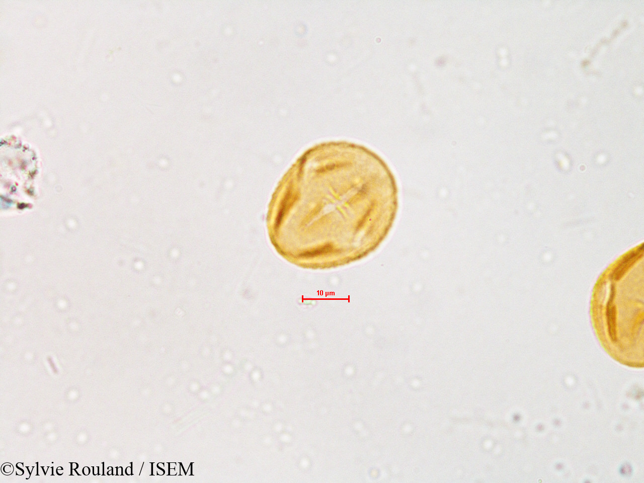 Sylvie.Rouland/Desmodium_latifolium_3992/Desmodium_latifolium_3992_0002(copy).jpg