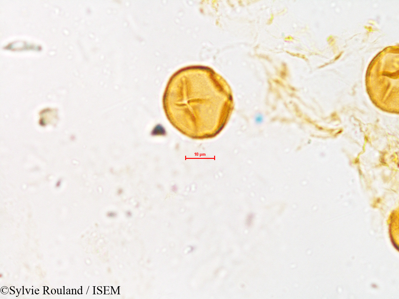 Sylvie.Rouland/Desmodium_latifolium_3992/Desmodium_latifolium_3992_0005(copy).jpg