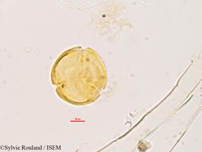 Desmodium mauritianum - lame n° 2778