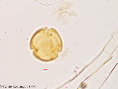 Desmodium mauritianum - lame n° 2778