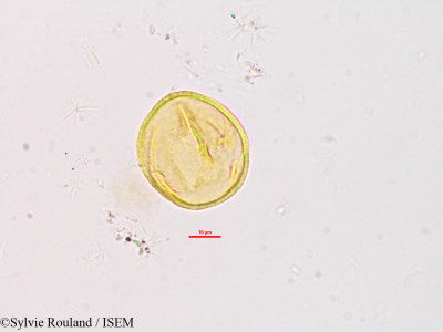 Desmodium mauritianum - lame n° 2778