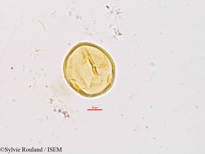 Desmodium mauritianum - lame n° 2778