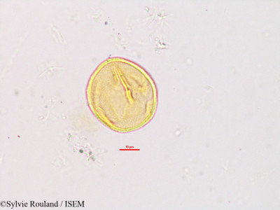 Desmodium mauritianum - lame n° 2778