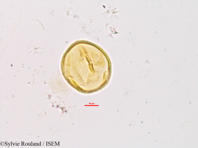 Desmodium mauritianum - lame n° 2778