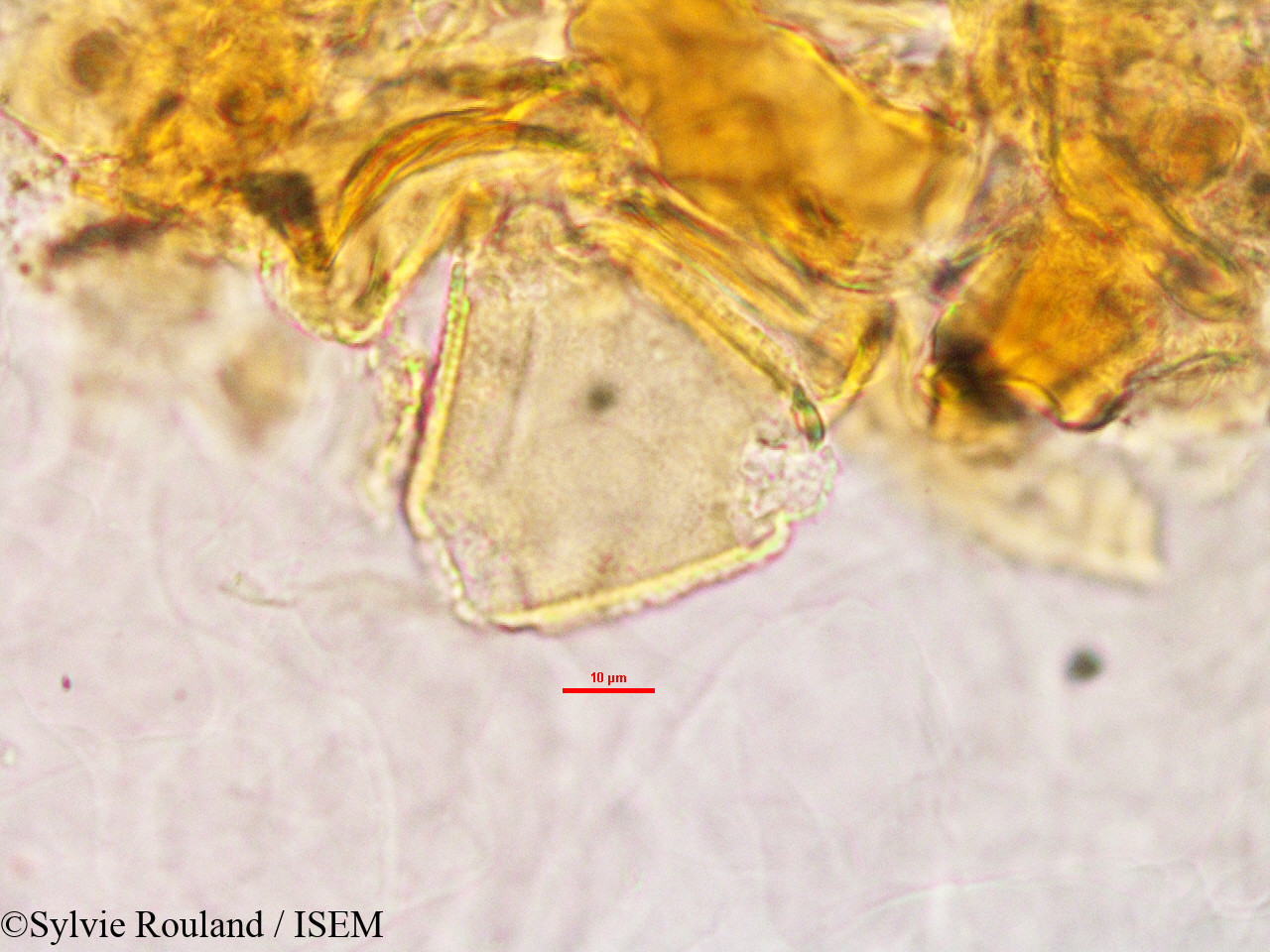 Sylvie.Rouland/Desmodium_repandum_2779/Desmodium_repandum_2779_0002(copy).jpg