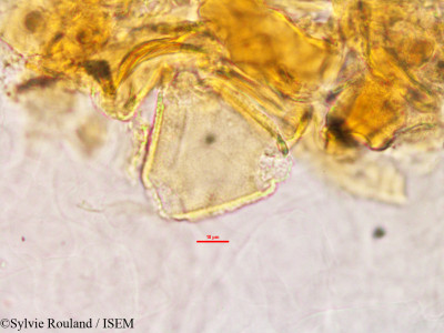 Desmodium repandum - lame n° 2779