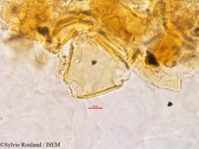 Desmodium repandum - lame n° 2779