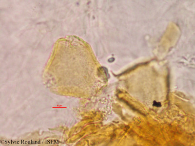 Desmodium repandum - lame n° 2779