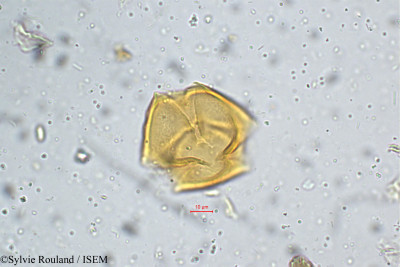 Sylvie.Rouland/Desmodium_rufescens_5261/Desmodium_rufescens_5261_0001(copy)_thumb.jpg