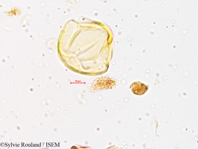 Sylvie.Rouland/Desmodium_triflorum_3993/Desmodium_triflorum_3993_0001(copy)_thumb.jpg