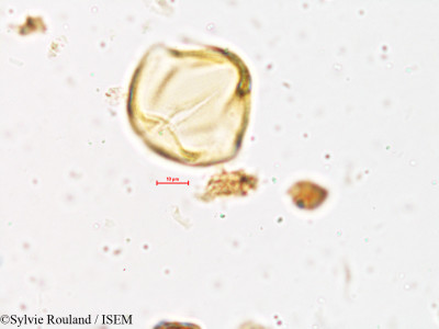 Desmodium triflorum - lame n° 3993
