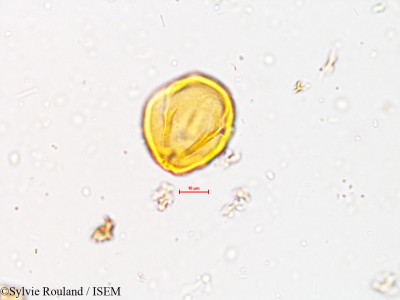 Desmodium triflorum - lame n° 3993