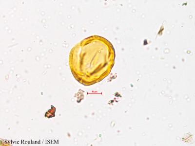 Desmodium triflorum - lame n° 3993