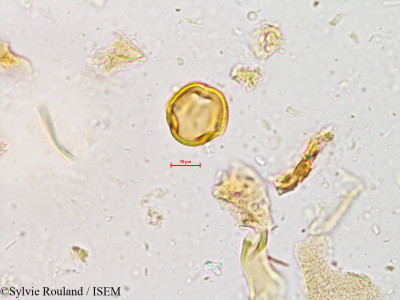 Sylvie.Rouland/Desmodium_triquetrum_4935/Desmodium_triquetrum_4935_0001(copy)_thumb.jpg
