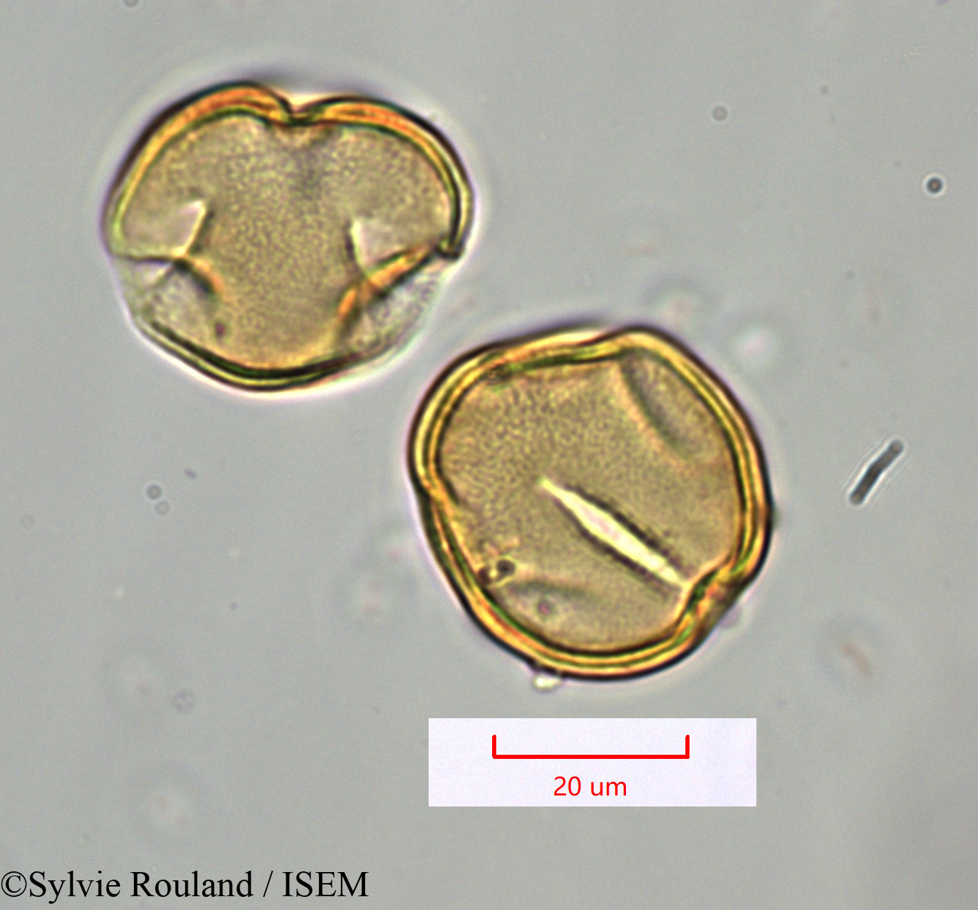 Sylvie.Rouland/Desmostachys_planchoniana_1490/Desmostachys_planchoniana_1490_0003(copy).jpg
