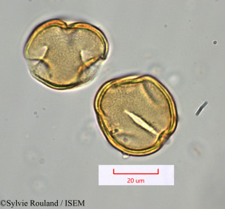 Desmostachys planchoniana - lame n° 1490