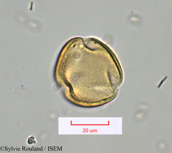 Desmostachys planchoniana - lame n° 1490