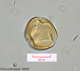 Desmostachys planchoniana - lame n° 1490