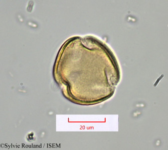 Desmostachys planchoniana - lame n° 1490