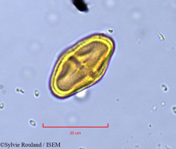 Deverra chlorantha - lame n° 791