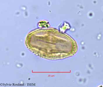 Deverra chlorantha - lame n° 791