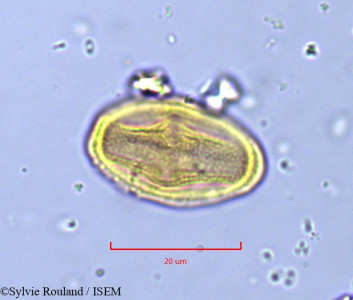 Deverra chlorantha - lame n° 791