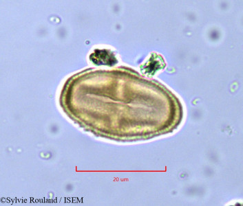 Deverra chlorantha - lame n° 791