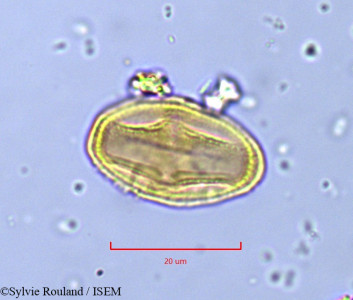Deverra chlorantha - lame n° 791
