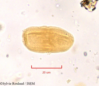 Sylvie.Rouland/Deverra_scoparia_807/Deverra_scoparia_807_0001(copy)_thumb.jpg