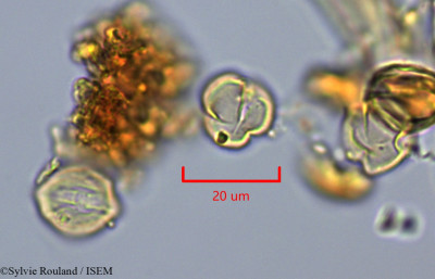 Dialium corbisieri - lame n° 43245