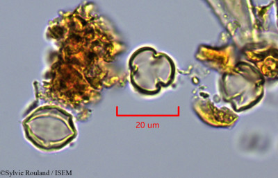 Dialium corbisieri - lame n° 43245