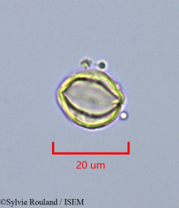 Dialium corbisieri - lame n° 43245