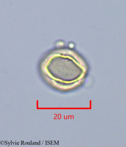 Dialium corbisieri - lame n° 43245