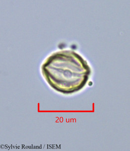 Dialium corbisieri - lame n° 43245