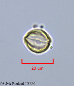 Dialium corbisieri - lame n° 43245