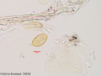 Dialypetalum floribundum - lame n° 3402
