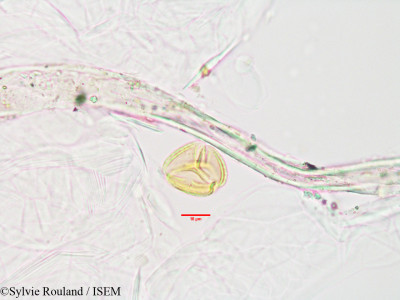 Dialypetalum floribundum - lame n° 3402
