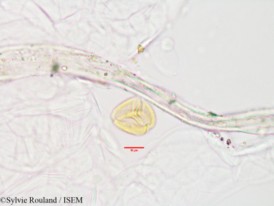 Dialypetalum floribundum - lame n° 3402
