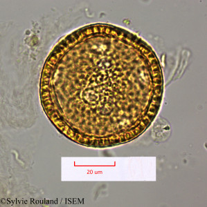 Sylvie.Rouland/Dianthus_crinitus_1680/Dianthus_crinitus_1680_0001(copy)_thumb.jpg