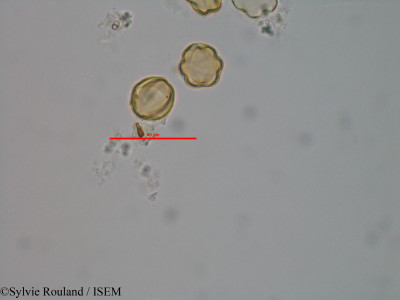 Sylvie.Rouland/Dichaetanthera_altissima_1492/Dichaetanthera_altissima_1492_0001(copy)_thumb.jpg