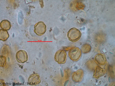 Sylvie.Rouland/Dichaetanthera_asperrima_1530/Dichaetanthera_asperrima_1530_0001(copy)_thumb.jpg