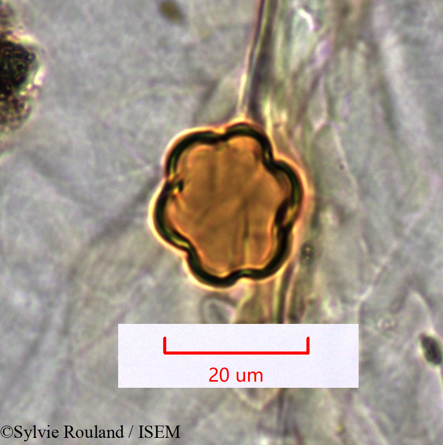 Sylvie.Rouland/Dichaetanthera_tsaratanensis_1532/Dichaetanthera_tsaratanensis_1532_0001(copy).jpg
