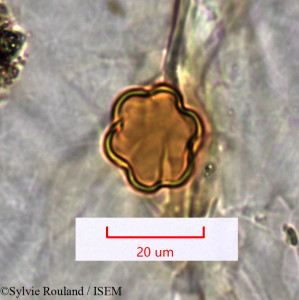 Dichaetanthera tsaratanensis - lame n° 1532