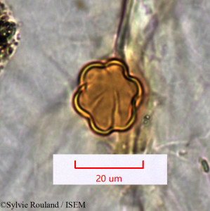 Dichaetanthera tsaratanensis - lame n° 1532