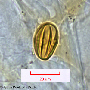 Dichaetanthera tsaratanensis - lame n° 1532