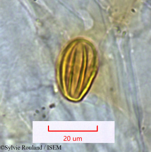 Dichaetanthera tsaratanensis - lame n° 1532
