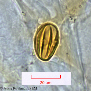 Dichaetanthera tsaratanensis - lame n° 1532