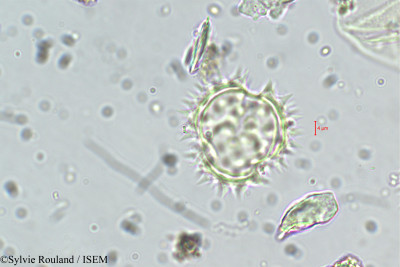 Sylvie.Rouland/Dichrocephala_chrysanthemifolia_5509/Dichrocephala_chrysanthemifolia_5509_0001(copy)_thumb.jpg