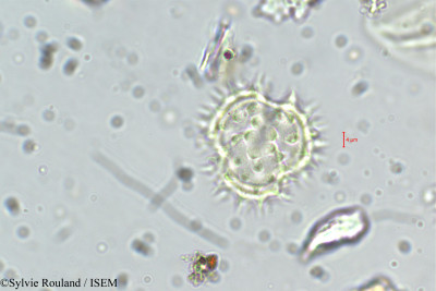 Dichrocephala chrysanthemifolia - lame n° 5509