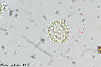 Dichrocephala chrysanthemifolia - lame n° 5509